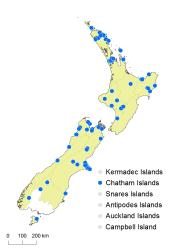Cotoneaster glaucophyllus var serotinus distribution map based on databased records at CHR. 
 Image: K. Boardman © Landcare Research 2017 CC BY 3.0 NZ